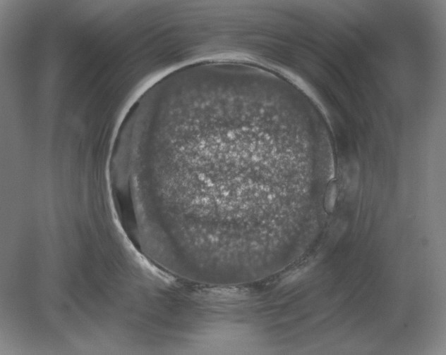 X0000080730959200701021117