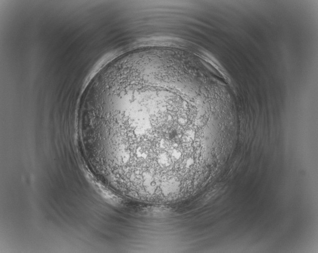 X0000080730994200701021115