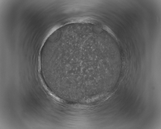 X0000080731079200701021114