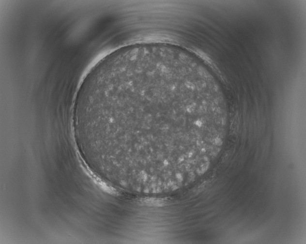 X0000080731086200701021114