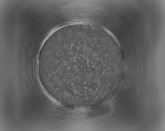 X0000080731099200701021113