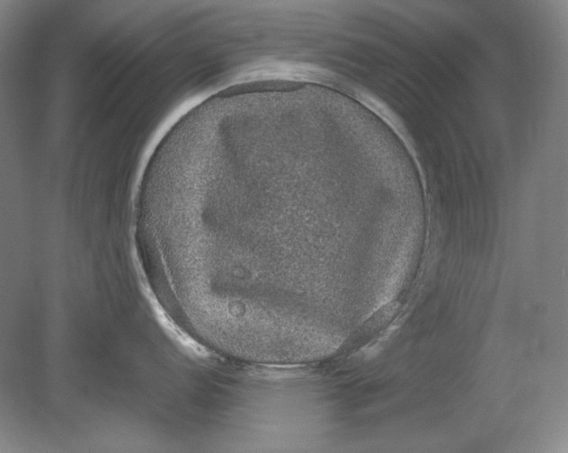 X0000080731152200701021113