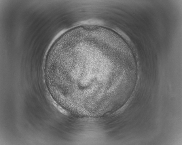 X0000080731248200701021112