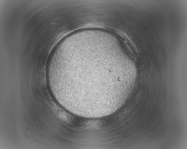 X0000080731268200701021111