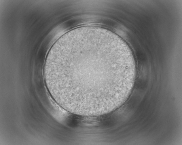 X0000080731338200701021110