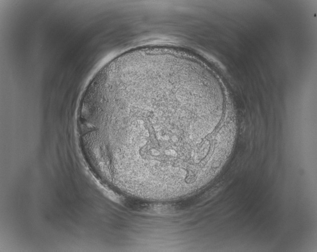 X0000080731375200701021109