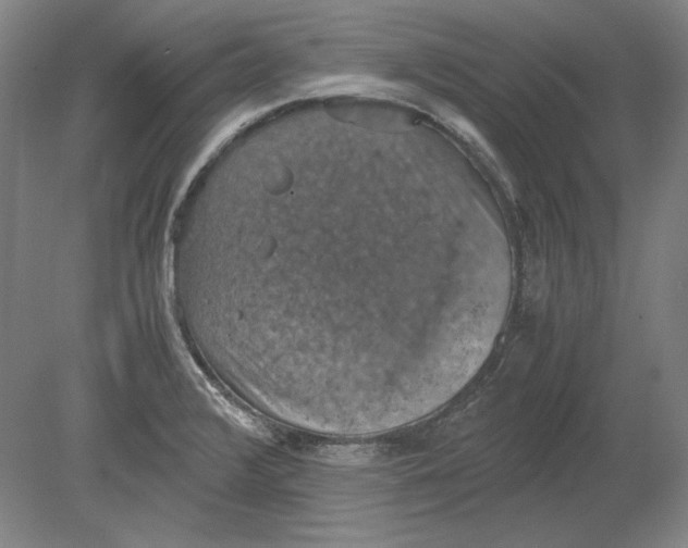 X0000080731376200701021109