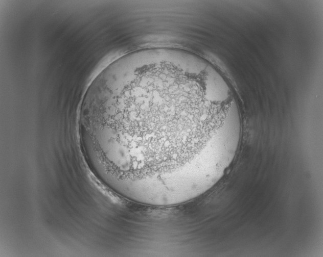 X0000080731386200701021109