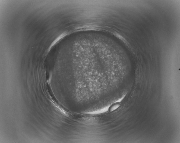 X0000080731450200701021108