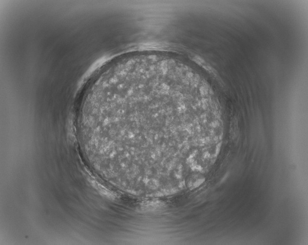 X0000080731454200701021107