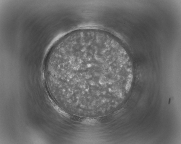 X0000080731462200701021107