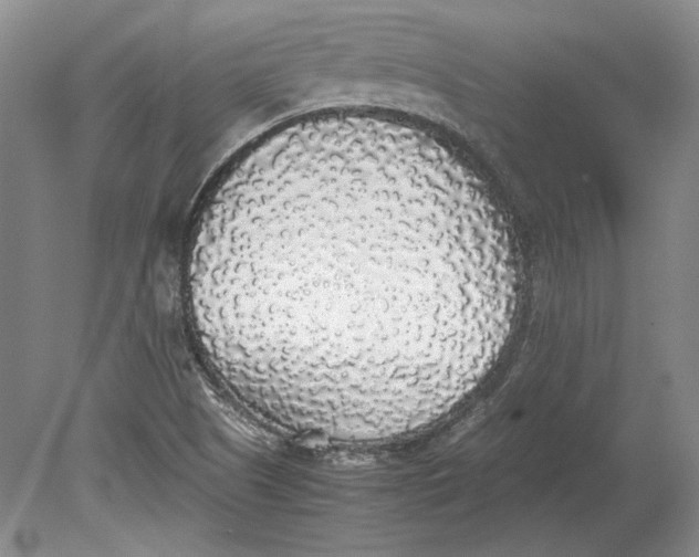 X0000080731505200701021106