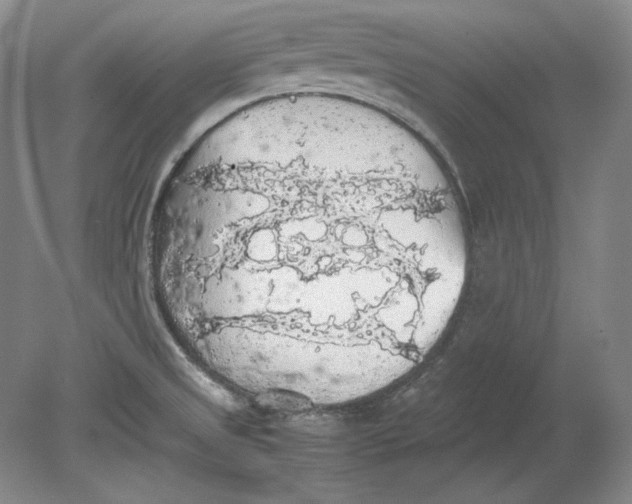 X0000080731525200701021107