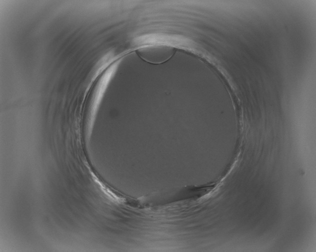 X0000080731529200701021107