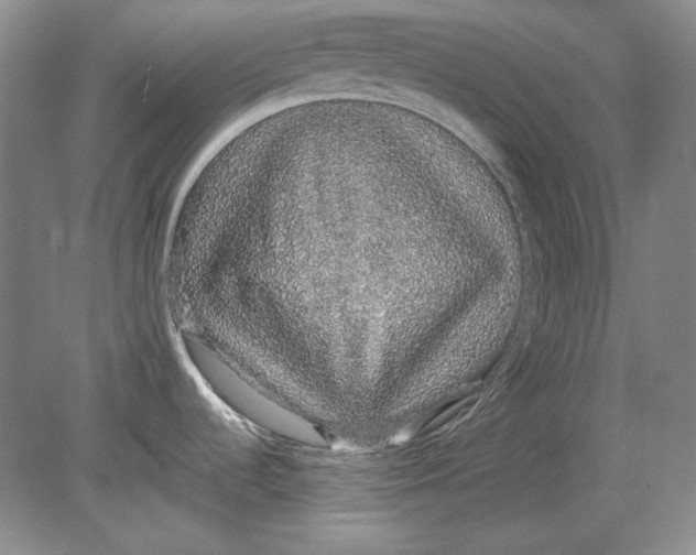 X0000080731536200701021107