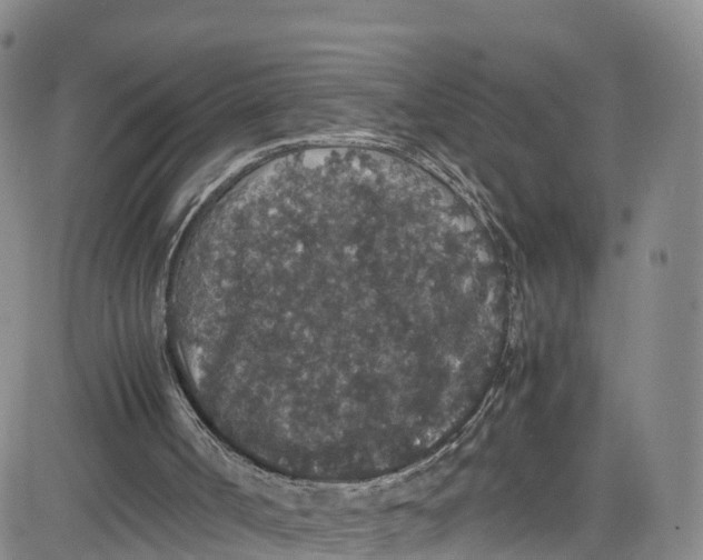 X0000080730002200701051110