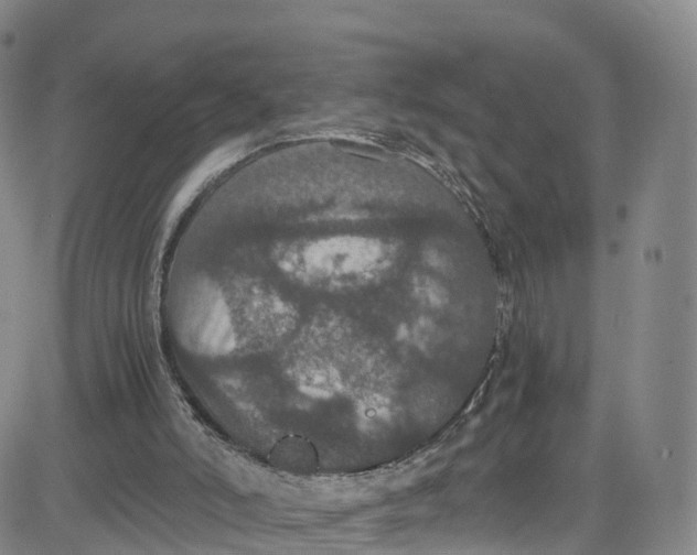 X0000080730006200701051110