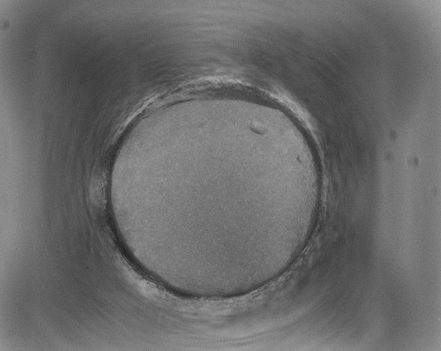 X0000080730009200701051110