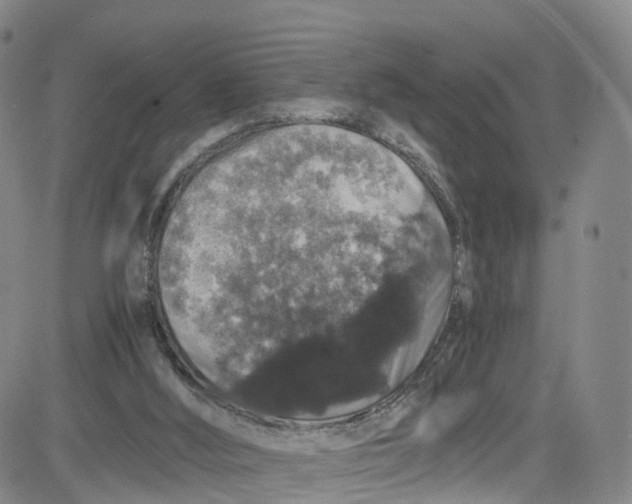 X0000080730012200701051110