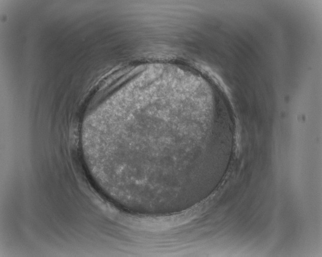 X0000080730017200701051110