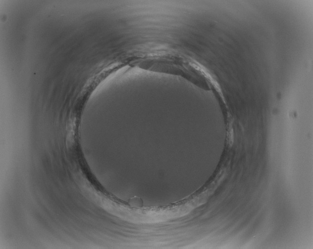 X0000080730018200701051110