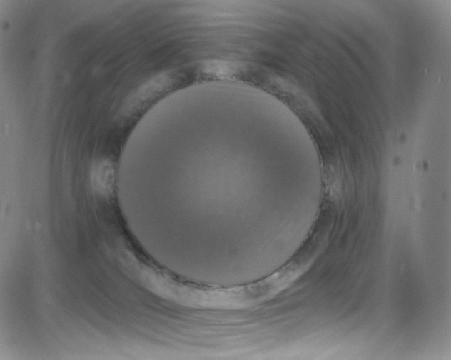 X0000080730036200701051110