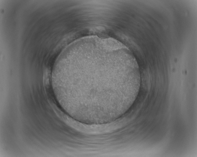 X0000080730038200701051110