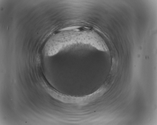 X0000080730048200701051110