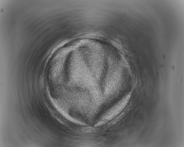 X0000080730050200701051109