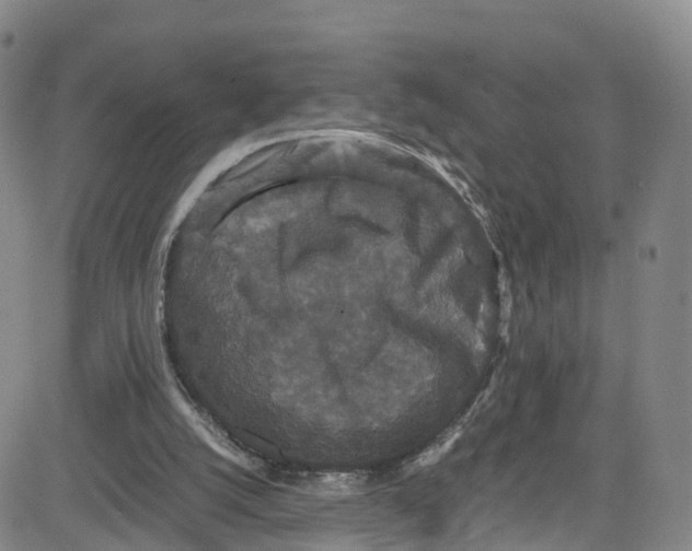 X0000080730056200701051109