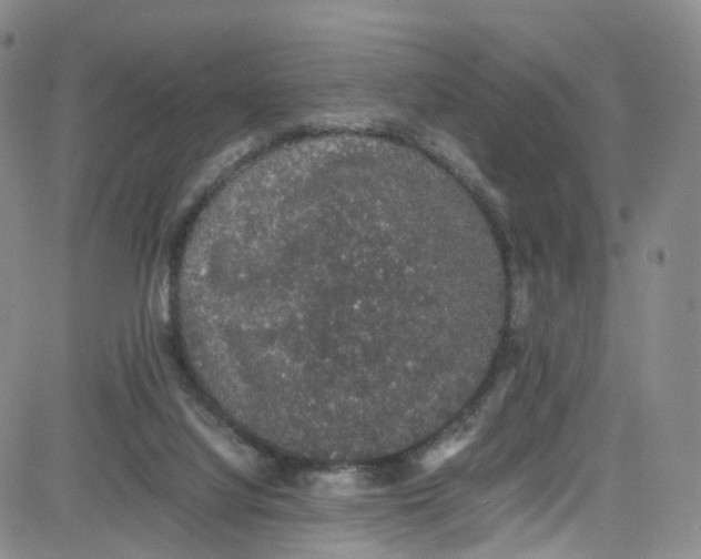 X0000080730068200701051109