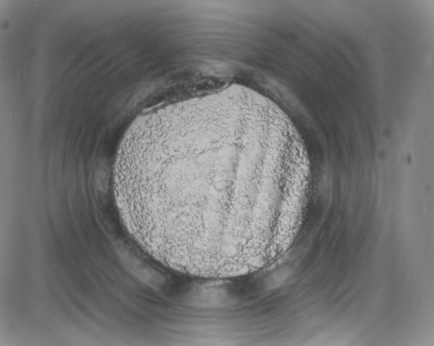 X0000080730078200701051109