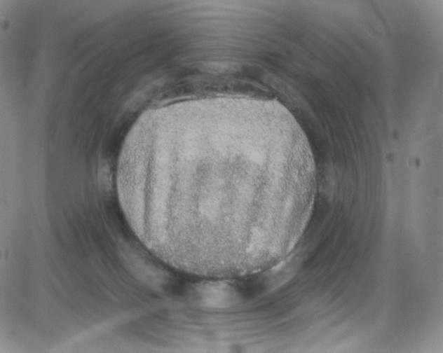 X0000080730086200701051110