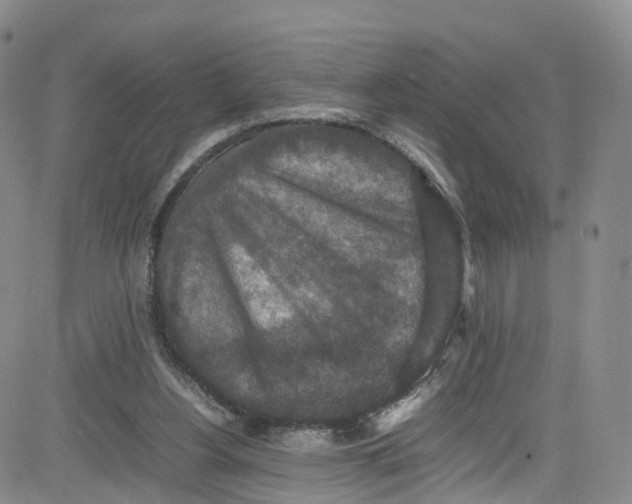 X0000080730156200701051108