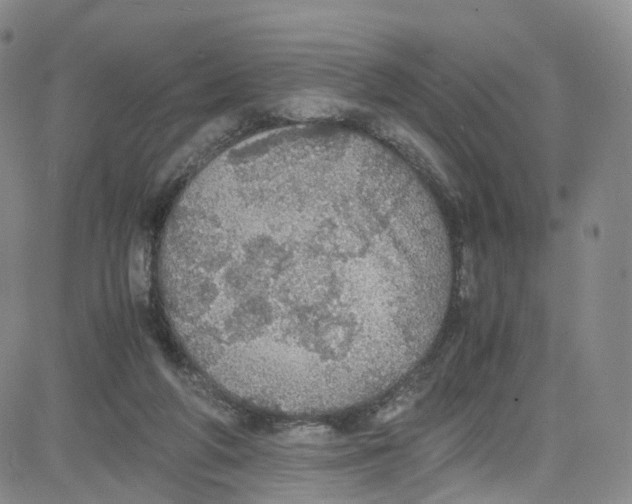 X0000080730210200701051107