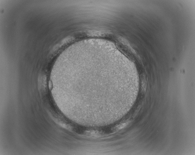 X0000080730211200701051107