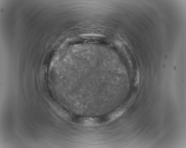 X0000080730229200701051107