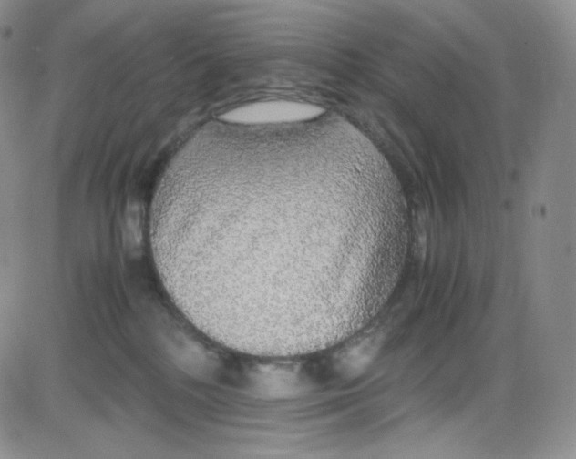 X0000080730232200701051107