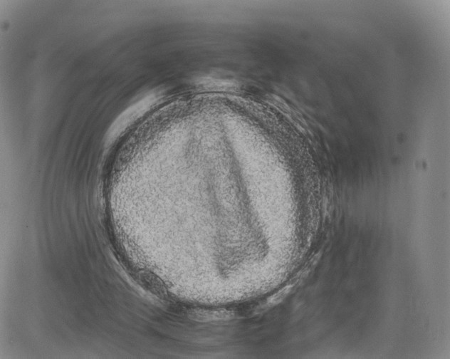 X0000080730245200701051106