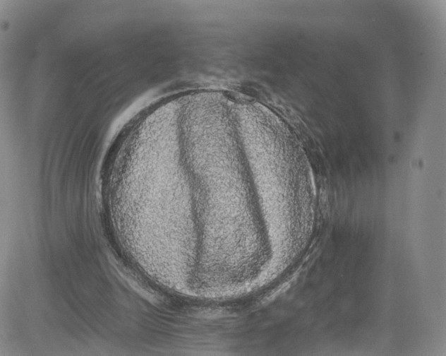 X0000080730246200701051106