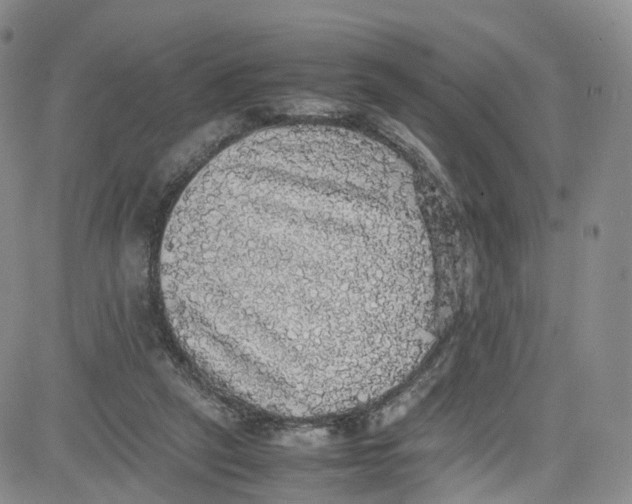 X0000080730257200701051106