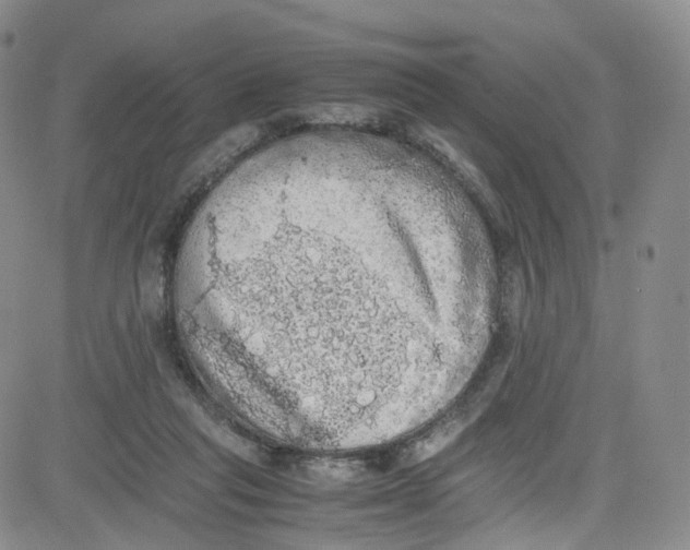 X0000080730261200701051106