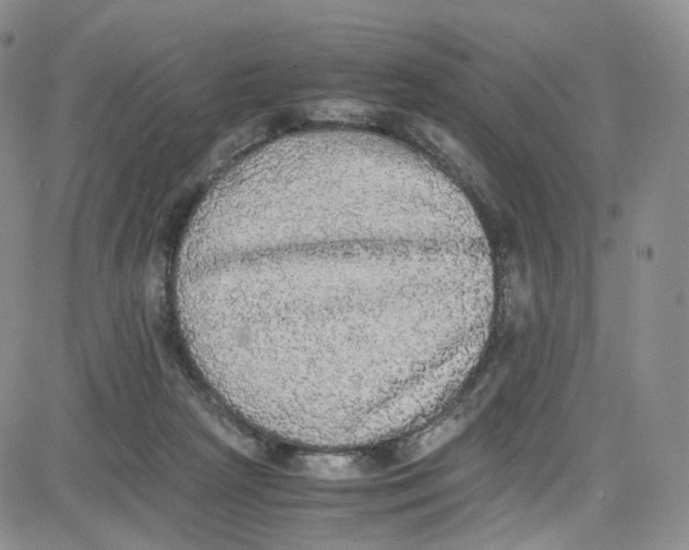 X0000080730265200701051106