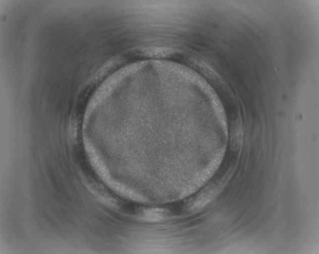 X0000080730268200701051106