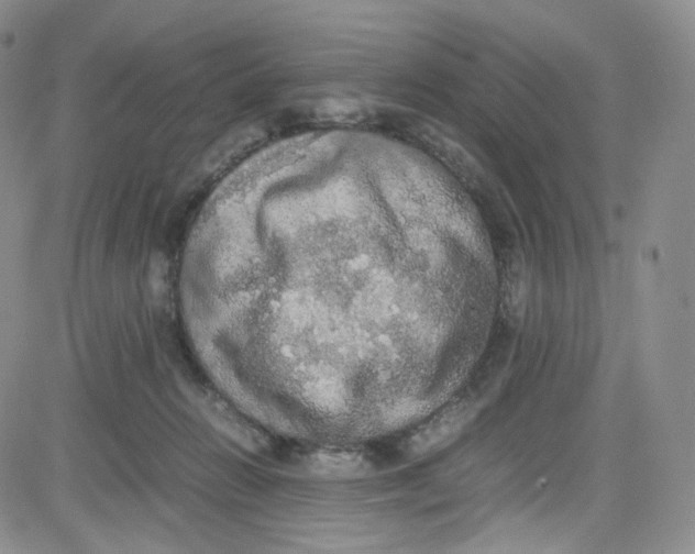 X0000080730270200701051106