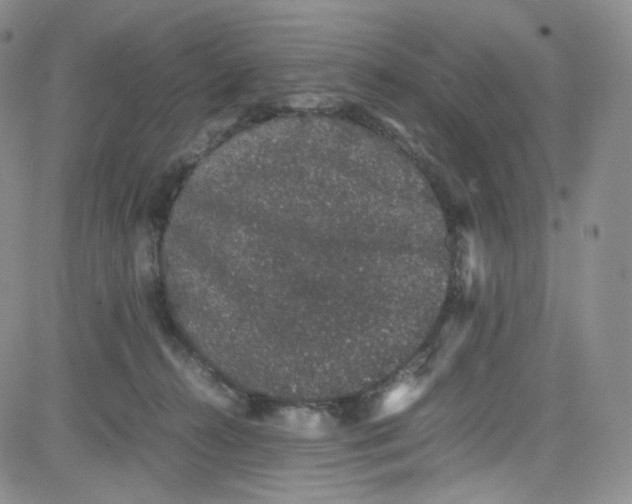 X0000080730272200701051106