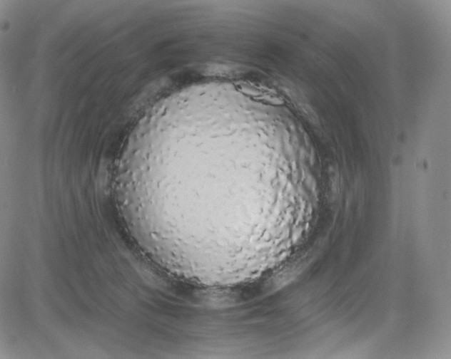 X0000080730273200701051106