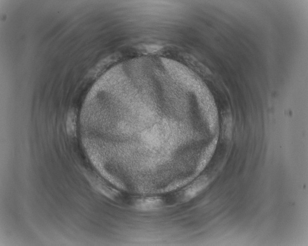 X0000080730274200701051106