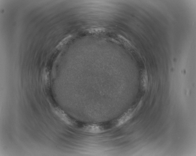 X0000080730276200701051106