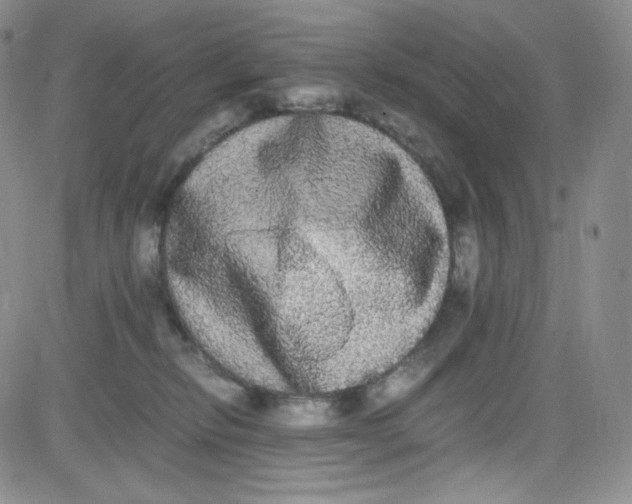 X0000080730278200701051106